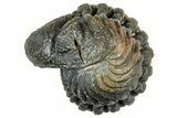 Wide Enrolled Morocops Trilobite - Morocco #323528-1